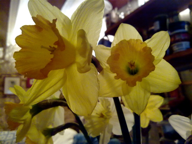 unclaimed daffodils